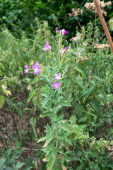 close-up of a Rosebay Willowherb (Chamaenerion [or Chamerion or Epilobium] angustifolium) in full bloom, also known as  Fireweed and Great willowherb