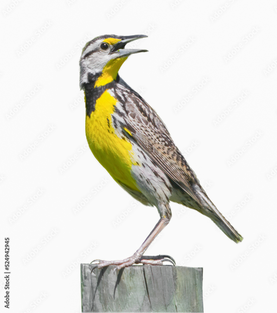 Wall mural eastern meadowlark - Sturnella magna - perched on wood fence post looking behind with mouth wide open, yellow breast striped through eye, isolated cutout on white background