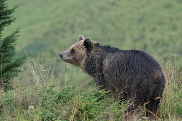 BROWN BEAR