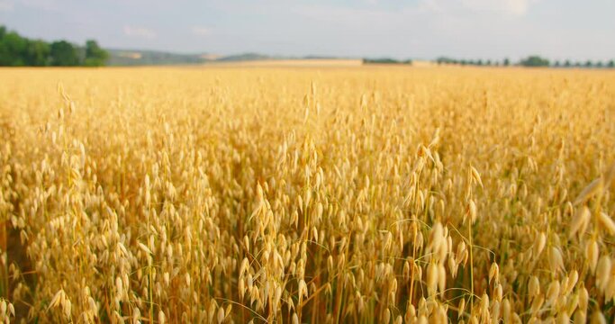 Amazing nature landscape. Close-up of ripe golden ears oat swaying in the light wind in field. The concept of agriculture. Crop is ready for harvesting. Germany. Real time. Slider shot. Blue sky.