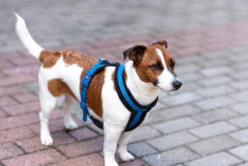 Jack Russell Terrier, in the city, unloading.