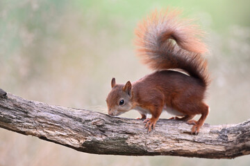 eichhörnchen sciurus vulgaris