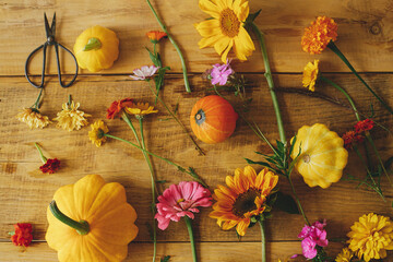 Autumn rustic composition. Colorful autumn flowers, pumpkins, pattypan squashes, scissors on wooden table flat lay. Harvest time in countryside, arranging flowers. Happy Thanksgiving! Hello Fall