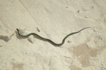 Garter snake on Prince Edward Island