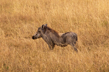 A warthog standing in the middle of a plain
