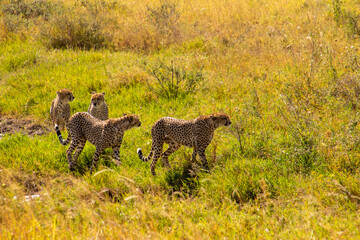 A family of cheetahs