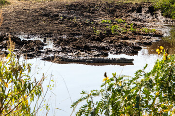 A crocodile laying in the water