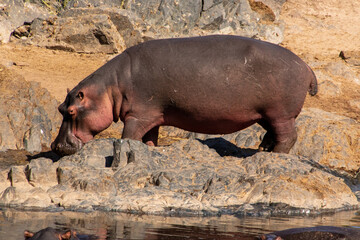 A hippopotamus standing on a rock shelf