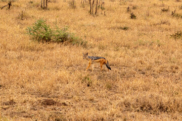 A standing jackal