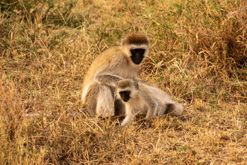 A monkey grooming a smaller monkey