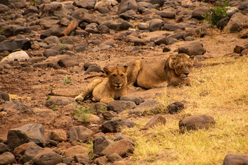 Obraz premium Two lions laying down