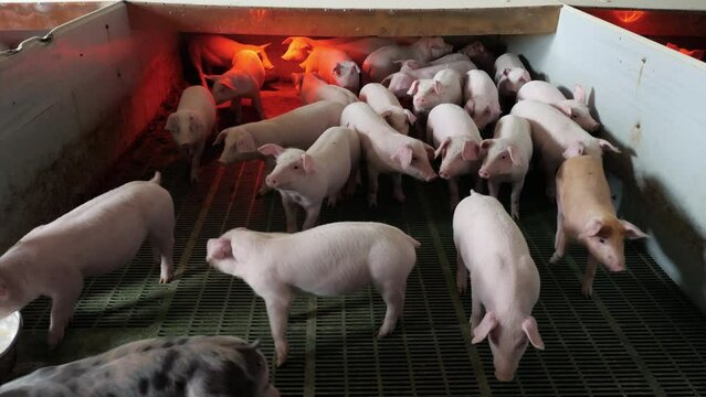 Group of young little pigs on a farm in a pigsty look into the camera. Growing pork