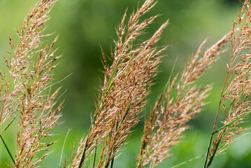 Yellow Indian Grass Waving In The Wind