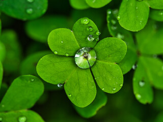 Trébol con gotas de agua visto desde arriba con fondo de otros tréboles