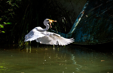 Great Egret (Ardea alba)