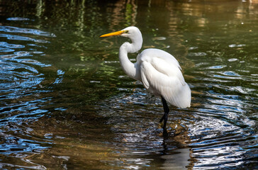 Great Egret (Ardea alba)