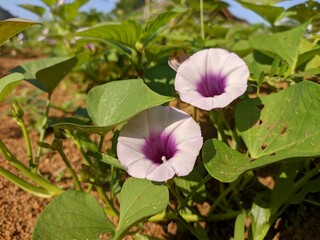 sweet potato flower in the morning
