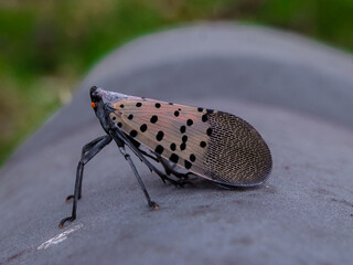 Close Up of Spotted Lantern Fly