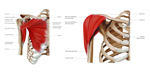 Anatomy and structure of the shoulder and pectoral muscles of the trunk on a white background. Vector 3D illustration - obrazy, fototapety, plakaty