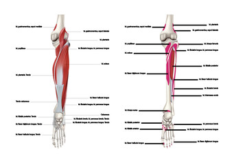 Places of origin and attachment of the posterior muscle group on the surface of the bones of the lower leg, rear view. Vector 3D illustration - obrazy, fototapety, plakaty
