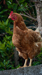 galinha ave rural quinta agricultura