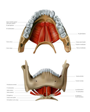 The anatomy and location of the bone and hyoid muscles of the human lower jaw. Vector 3D illustration