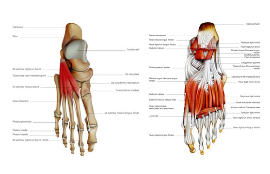 The anatomy of the human foot is medial and middle plantar muscles. Vector 3D illustration