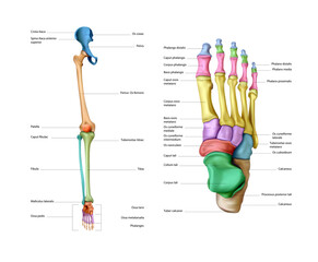 Diagram of the structure of the bones of a human leg on a white background. Vector 3D illustration