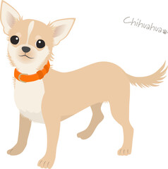チワワ_クリーム_ベクターイラスト