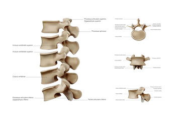 Ligaments and joints of the cervical vertebrae and the occipital bone. Back view. Vector illustration