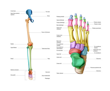 Diagram of the structure of the bones of a human leg on a white background. Vector 3D illustration