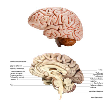 Sectional diagram of the right lobe of the human brain on a white background. Vector 3D illustration