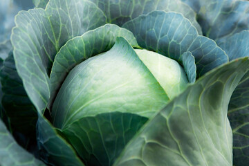 Fresh, white cabbage growing in a vegetable garden on a farm. 