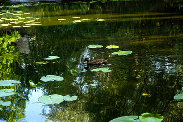 Pond with a floating duck