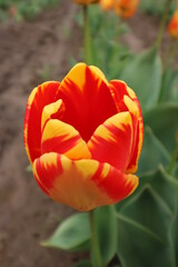 Naklejka premium red and yellow tulip