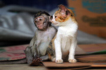 Fototapeta na wymiar friendship between monkey and cat