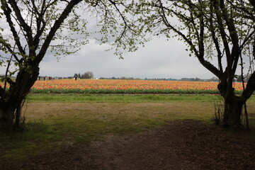 Tree framing with field