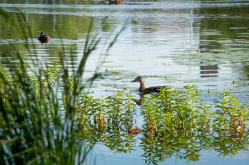Duck by the pond
