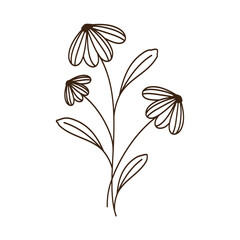 three garden flowers