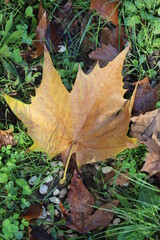 An autumn leaf on a turf