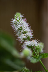 close up of a mint flower