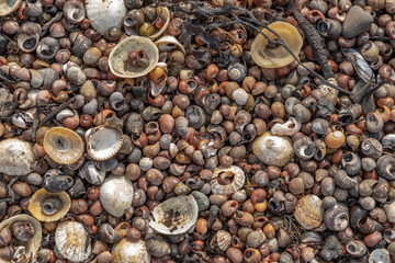 Shells and seaweed background