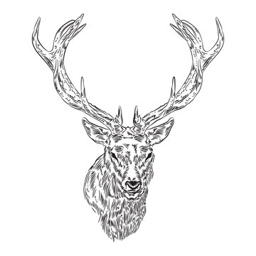 Stag vector illustration in hand drawn style, perfect for tshirt design and conservation logo design
