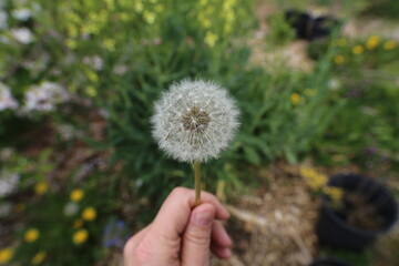 Make a wish on dandelion