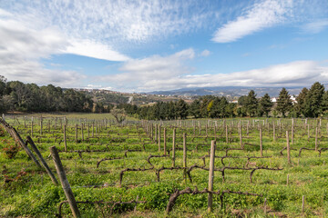 Obraz premium A Vineyard in Spring, Douro River Valley, Vila Real District, Portugal