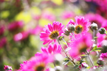 Obraz premium 公園に咲いた色鮮やかなピンクの花たち