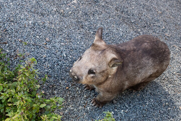 A southern nosed wombat, vombatidae, a large nocturnal animal and a native of Australia.