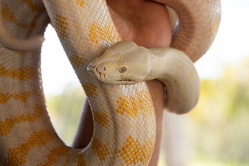 Albino white and yellow carpet snake or python held by a man.