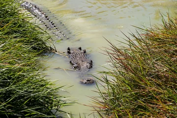 Fotobehang Large crocodile swimming near a riverbank in North Queensland, Australia. © Inge