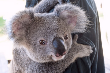 Naklejka premium Close up face of a koala, phascolarctos cinereus, a native Australian animal.
